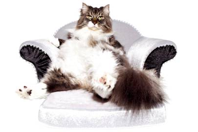 ANSYS新闻：研究猫的有关流体动力学的问题活得在2017年获得诺贝尔奖的图1